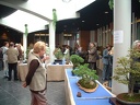 bonsai 0039