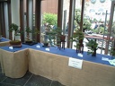 bonsai 0042