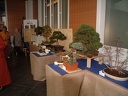 bonsai 0043
