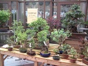 bonsai 0045