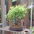 bonsai 0046