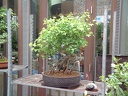 bonsai 0046
