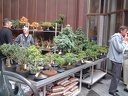bonsai 0047