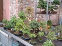 bonsai 0049