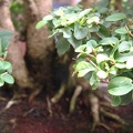bonsai 0053