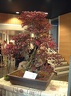 bonsai 0055