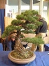 bonsai 0056