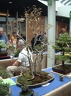 bonsai 0057