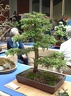 bonsai 0058