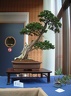 bonsai 0059