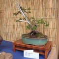 bonsai 0060