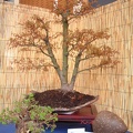 bonsai 0061