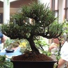 bonsai 0079