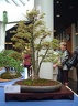 bonsai 0080