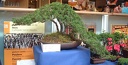 bonsai 0081