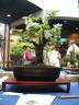 bonsai 0084
