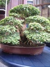 bonsai 0085