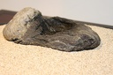 IMG 2582