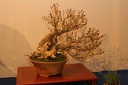 IMG 7705