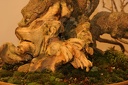 IMG 7706