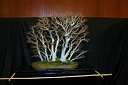 IMG 8278
