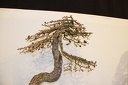 IMG 5257