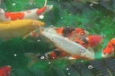 IMG 8855