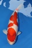 IMG 9554