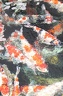 IMG 0849
