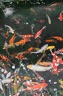 IMG 0850