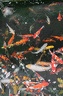 IMG 0851