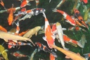 IMG 0853