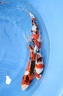 IMG 0593