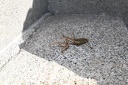 IMG 5324