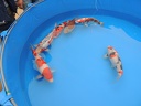 DSCN0074