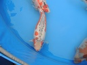 DSCN0078