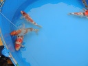 DSCN0081