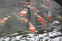 IMG 1593
