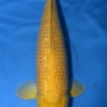 DSC 4859