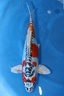 CJ5A0736