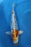 CJ5A0746