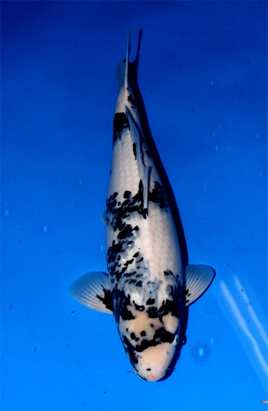 sansai 70 cm zebra