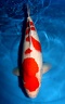 0 kohaku symbol star 57cm