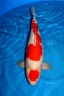 0 maruten kohaku dancing queen 56 cm