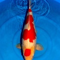 0 maruten kohaku dancing queen 61 cm best