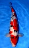 VHQ SANKE 58 CM BEST