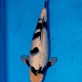 No10 44cm