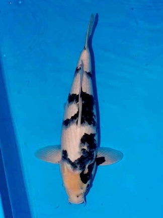 No1 46cm