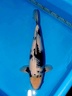 No5 43cm