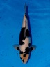 No8 41cm